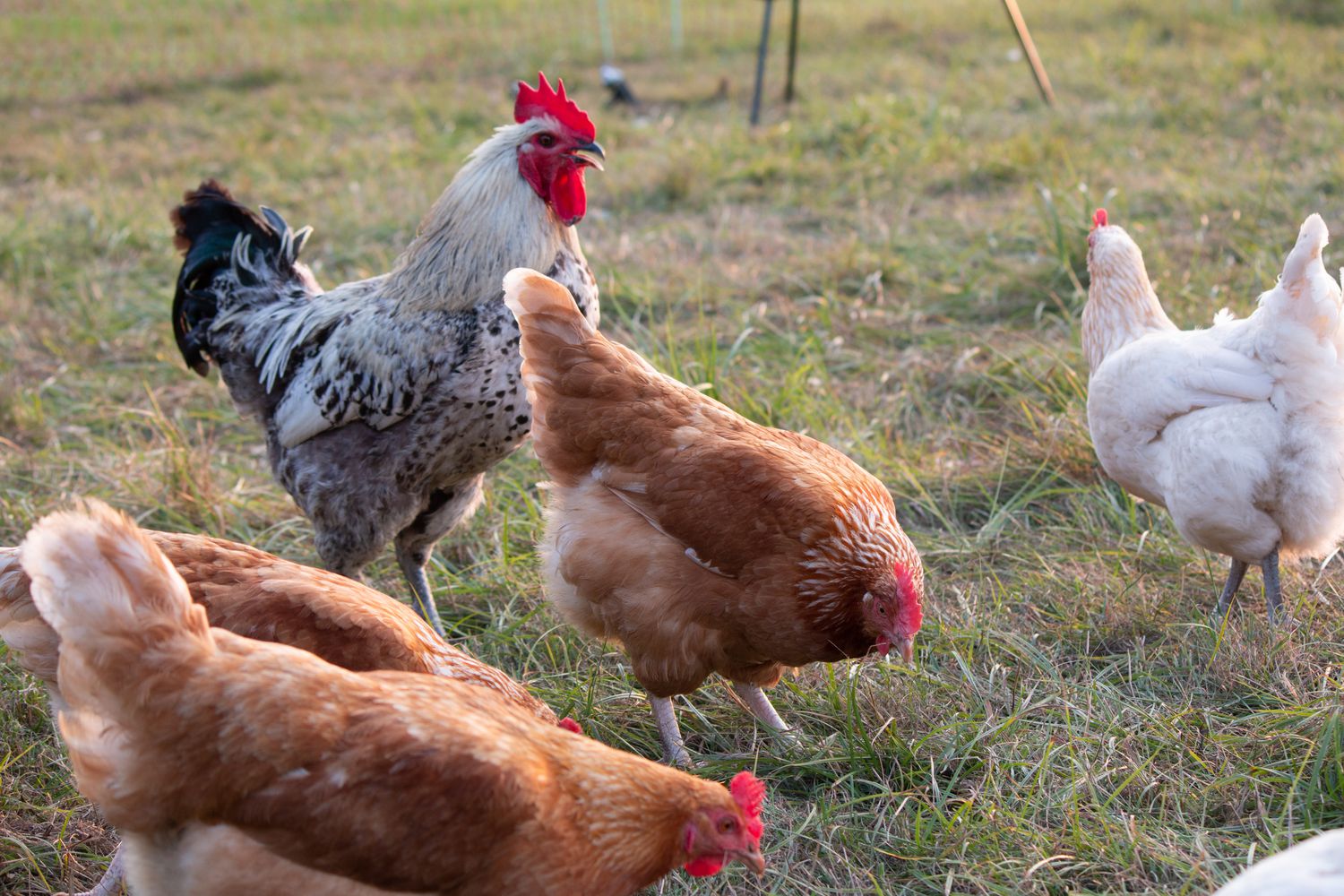 Bei der ökologischen Tierzucht dürfen die Hühner genauso ins Freie, wie bei der Demeter-Legehennen-Haltung.